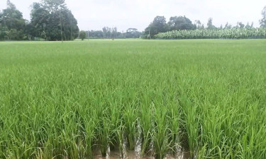 নিখোঁজের ৪ দিন পর ধানক্ষেত থেকে কৃষকের মরদেহ উদ্ধার