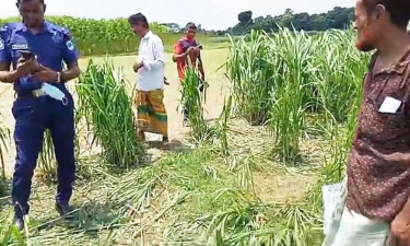 আখক্ষেতে পড়ে ছিল নারীর রক্তাক্ত লাশ, আটক ৩