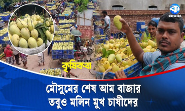 শেষ মুহূর্তে জমে উঠেছে কানসাট আম বাজার