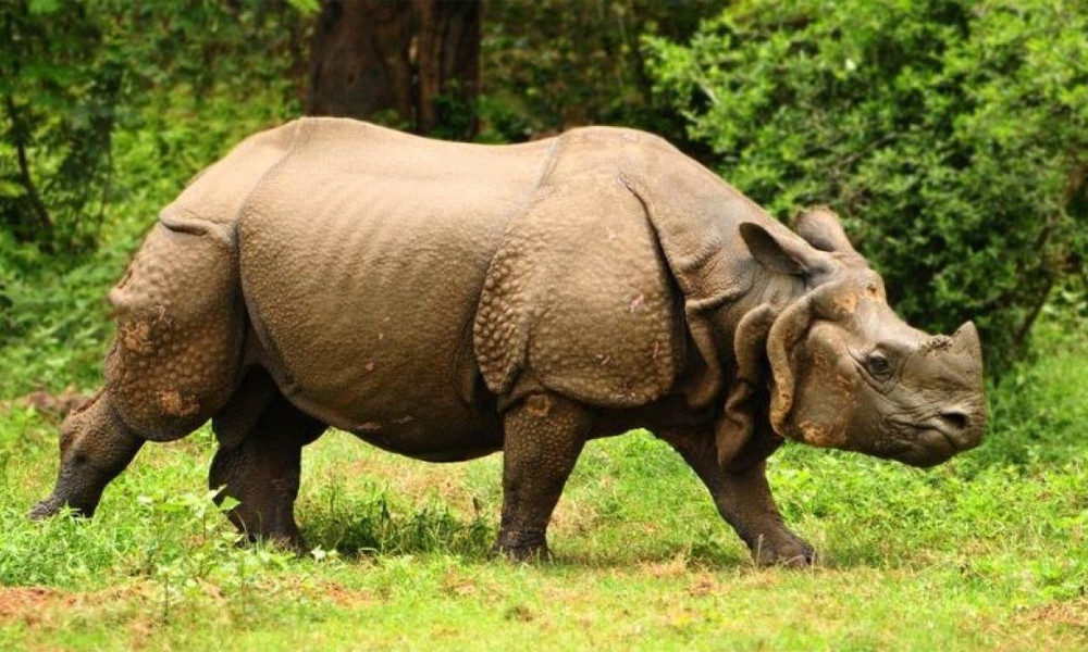 বিশ্ব গন্ডার দিবস আজ