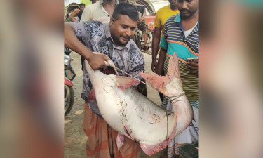 পদ্মার এক পাঙ্গাশ ৬৩৭৫০ টাকায় বিক্রি