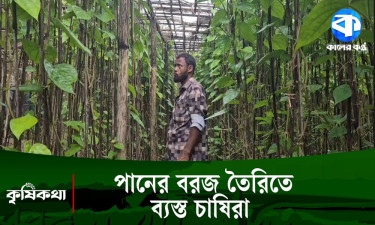 মিষ্টি পানে স্বপ্ন বুনছেন মহেশখালীর চাষিরা