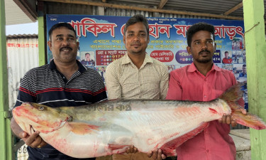 গোয়ালন্দে পদ্মার এক ঢাঁই মাছে জেলের বাজিমাত
