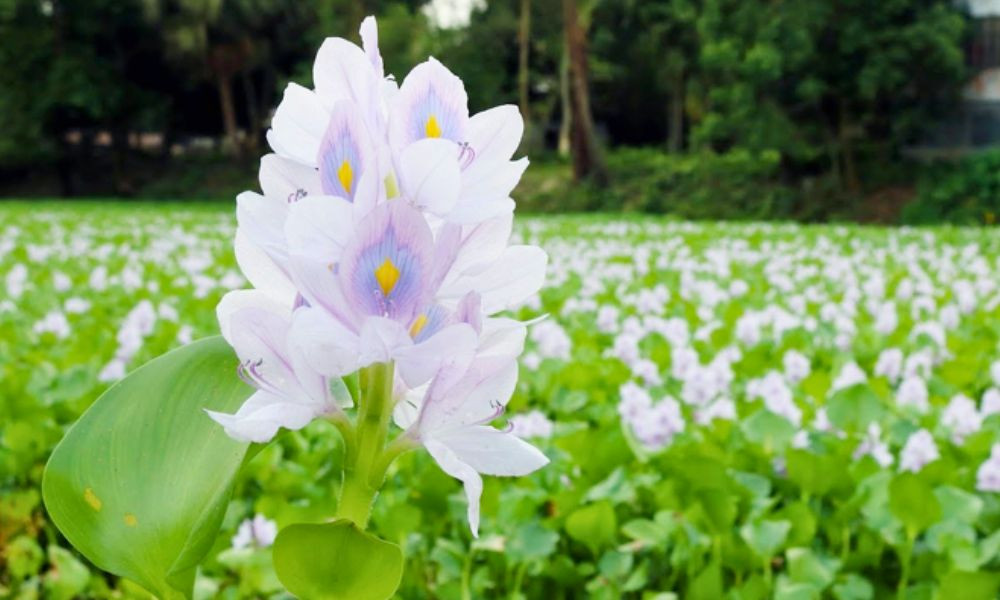 কচুরিপানার ফুলের অজানা গুণাগুণ