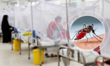ফেনীতে ১৫ জনের ডেঙ্গু শনাক্ত