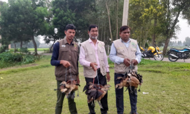 হবিগঞ্জে উদ্ধার হওয়া বন্য বালিহাঁস আকাশে অবমুক্ত