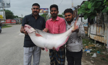 পদ্মার এক পাঙ্গাশ ৭৬ হাজার টাকায় বিক্রি