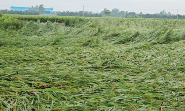 টানা বৃষ্টিতে রাণীশংকৈলে আমন ধানচাষে কৃষকের ব্যাপক ক্ষতি
