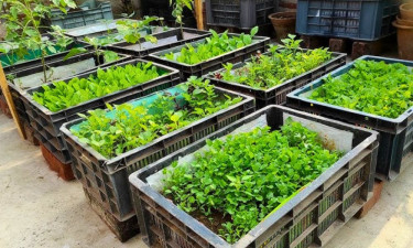 বাড়ির ছাদেই চাষ করুন শীতকালীন সবজি, জেনে নিন পদ্ধতি