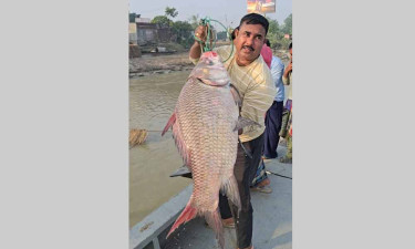জেলের জালে ধরা ১৯ কেজির কাতল, বিক্রি ৫৫ হাজারে
