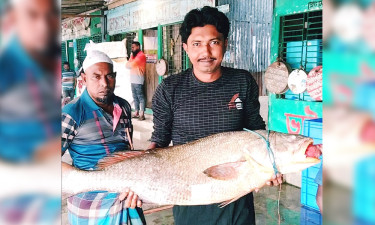 বড়শিতে ধরা ৩৭ কেজির কালো পোয়া মাছ, ১ লাখ ১১ হাজারে বিক্রি
