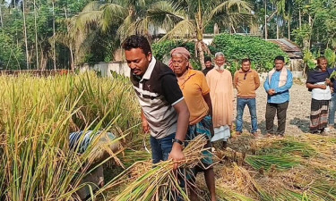 কৃষকের ধান কেটে দিলেন বিএনপির প্রার্থী শ্রাবণ