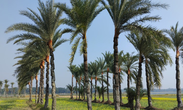 যশোরে গাছি সংকটে কমছে খেজুর রস-গুড় উৎপাদন
