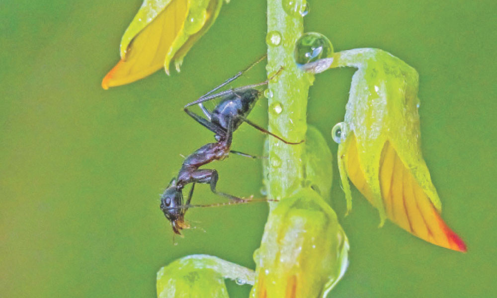 রিজিকের সন্ধানে প্রচেষ্টা প্রশংসনীয়