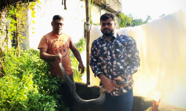 শ্রীমঙ্গলে লোকালয় থেকে ৫ অজগর উদ্ধার