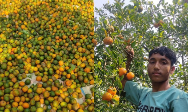 তরুণ কৃষকের প্রচেষ্টায় বদলগাছীতে কমলা চাষে নতুন সম্ভাবনা