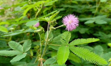 পাইলস থেকে ডায়াবেটিস, চুল পড়া—সব রোগেই উপকারী যে গাছ