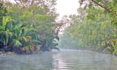 সুন্দরবনে দিবারাত্রি