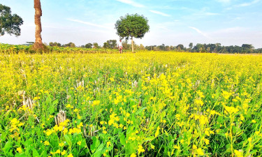 অনুকূল আবহাওয়া, আগাম সরিষায় বাম্পার ফলনের আশা