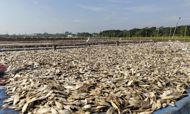 নদীতীরে গড়ে উঠেছে চিথলিয়ার শুঁটকি পল্লী, বছরে আয় ৫ কোটি টাকা