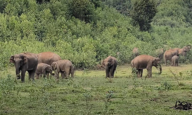 শেরপুরে বন্যহাতির পায়ে পিষ্ট হয়ে প্রাণ গেল তরুণ কনটেন্ট ক্রিয়েটরের