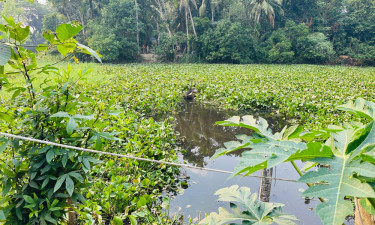 প্রেমিকের সঙ্গে রাতে দেখা করতে এসে ধাওয়া খেয়ে পুকুরে, অতঃপর...