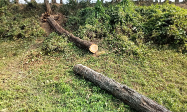 ঝিনাইদহে সরকারি গাছ বিক্রি করার অভিযোগ কলেজ শিক্ষকের বিরুদ্ধে