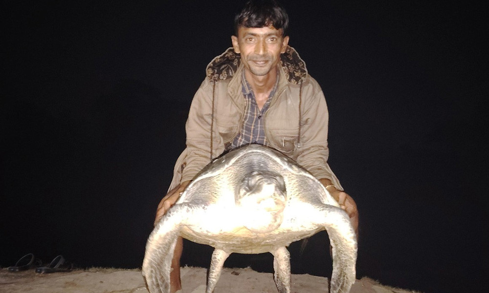 মেঘনায় ধরা পড়ল ৪০ কেজি ওজনের কচ্ছপ