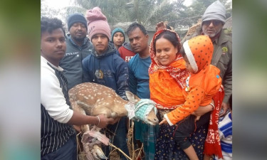 সুন্দরবনের হরিণ ফের লোকালয়ে, বনে অবমুক্ত