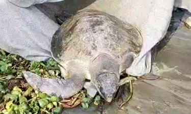 মেঘনায় জেলের জালে উঠে এলো ৪০ কেজি ওজনের বিরল প্রজাতির কচ্ছপ
