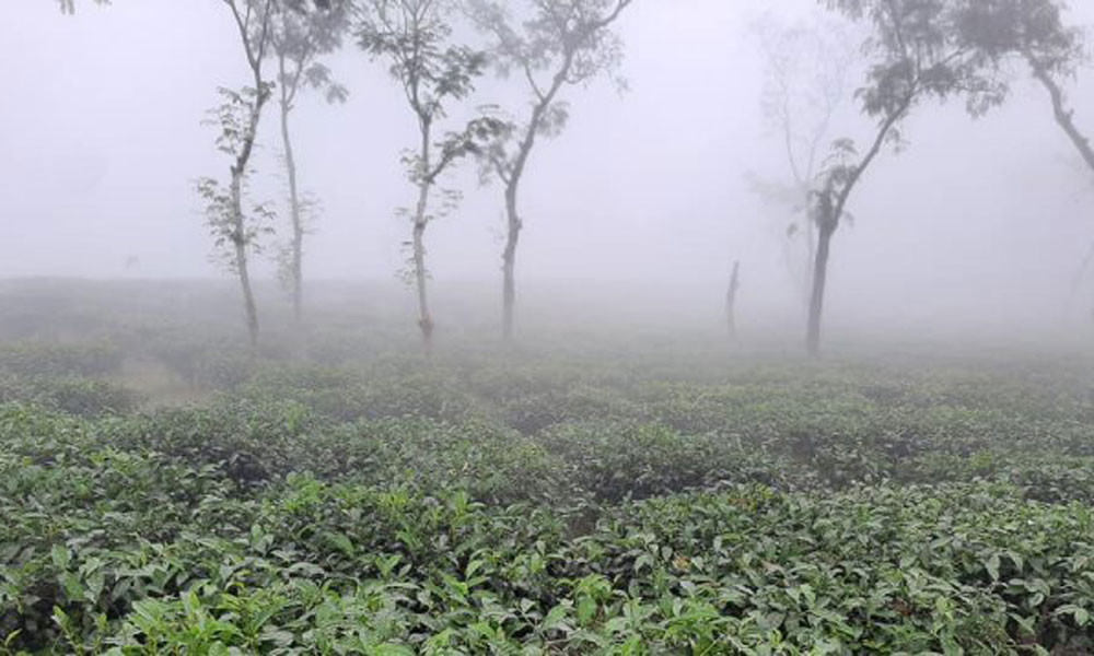 টানা ৪ দিন ধরে দেশের সর্বনিম্ন তাপমাত্রা শ্রীমঙ্গলে