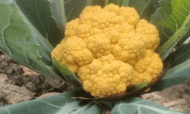 বোচাগঞ্জে নতুন আয়ের উৎস রঙিন ফুলকপি