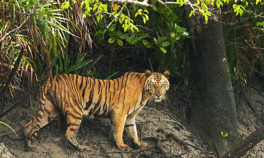 সুন্দরবন দিবস আজ