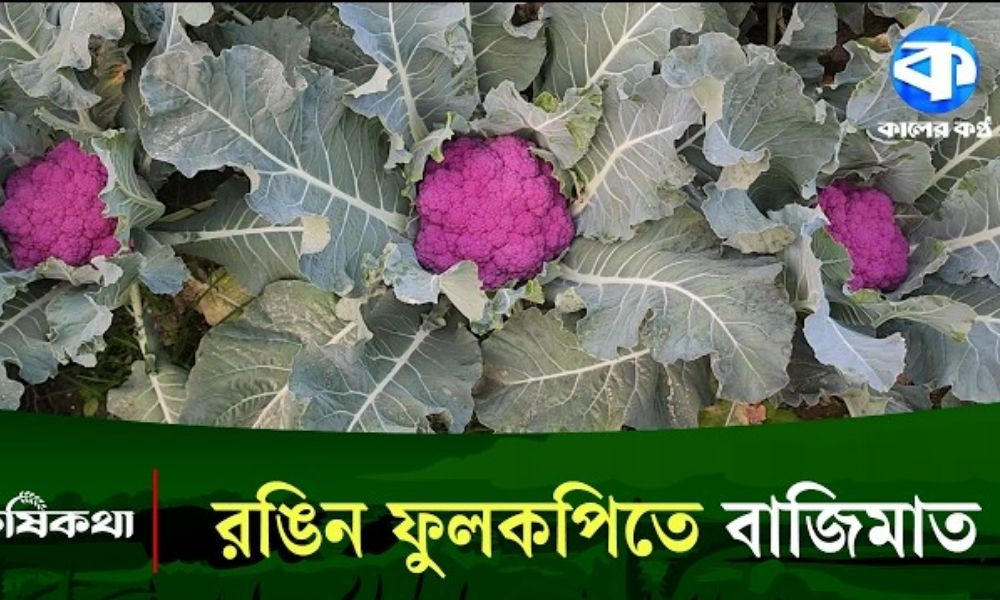 পানছড়িতে রঙিন ফুলকপি চাষে কৃষকের ভাগ্যবদল