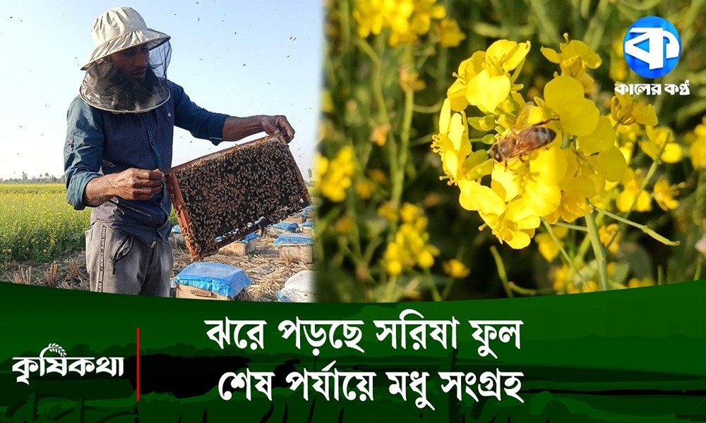 মৌসুমের শেষ সময়ে ব্যস্ত সময় পার করছেন মৌচাষিরা