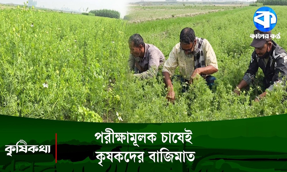 যমুনার চরে চাষ হচ্ছে কালিজিরা, বাজিমাত কৃষকদের