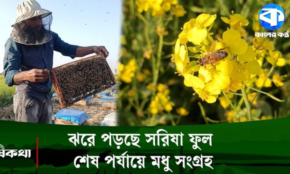মৌসুমের শেষ সময়ে ব্যস্ত সময় পার করছেন মৌচাষিরা