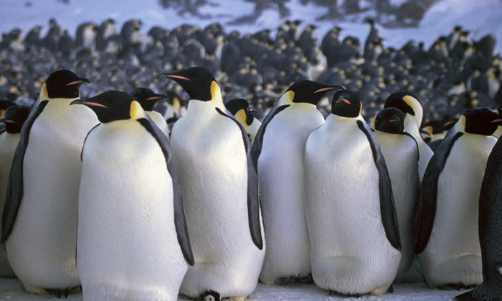 পেঙ্গুইনদের কেন স্পর্শ করতে নিষেধ করা হয়?
