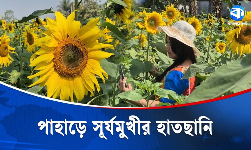 হলদে সূর্যমুখীর স্পর্শে কিছুক্ষণ