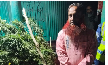 সিরাজগঞ্জে গাঁজা গাছসহ সাবেক যু্বদল নেতা গ্রেপ্তার
