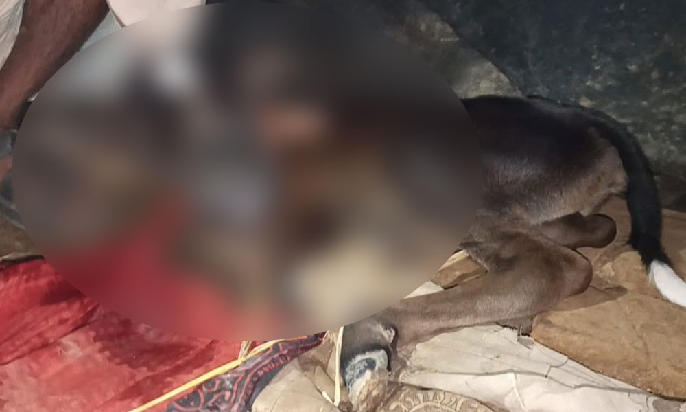 পিরোজপুরে অদ্ভুত এক গরুর জন্ম, এলাকায় চাঞ্চল্য