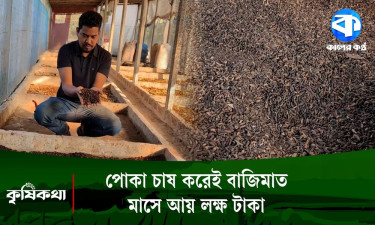 পোকা চাষ করে সফল পাবনার শিমুল, রপ্তানি হচ্ছে বিদেশেও