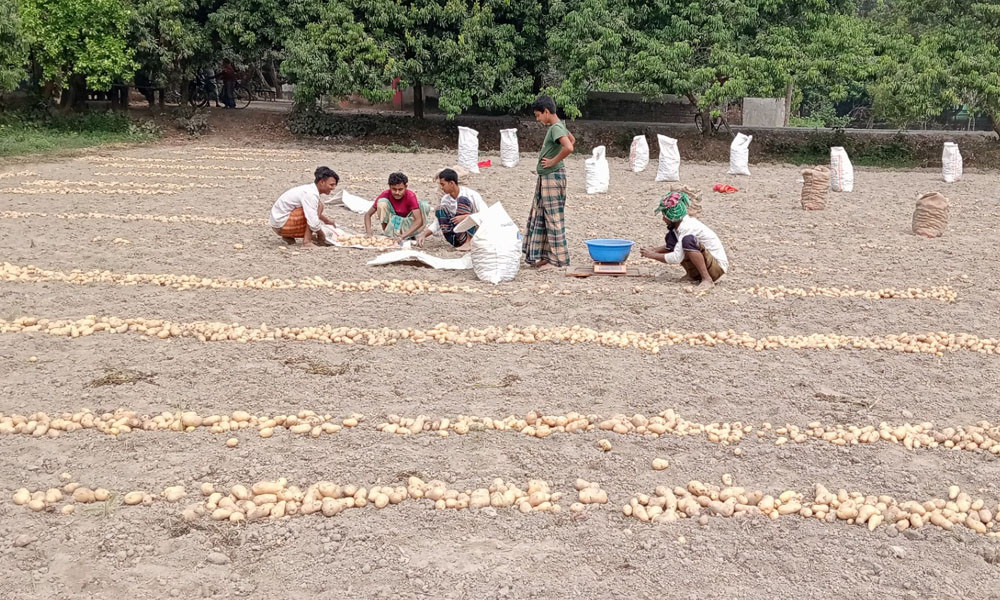 ভরা ফলনেও হতাশায় আলুচাষি