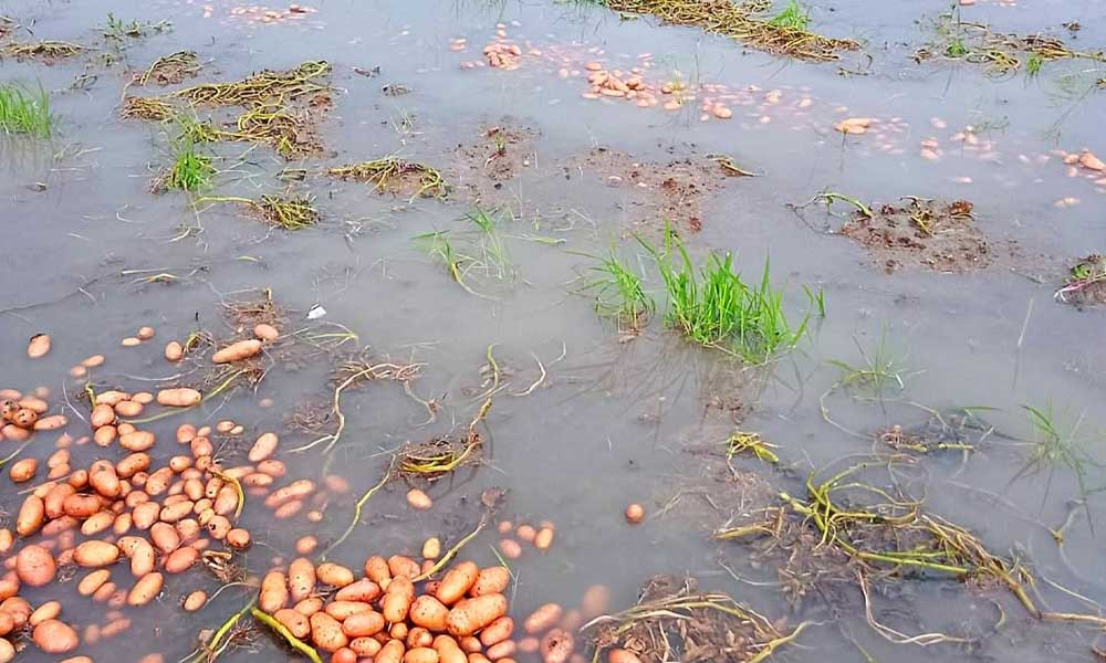 গঙ্গাচড়ায় ভারি বৃষ্টিতে ‘ডুবল’ আলুক্ষেত, লোকসানের শঙ্কা বাড়ল