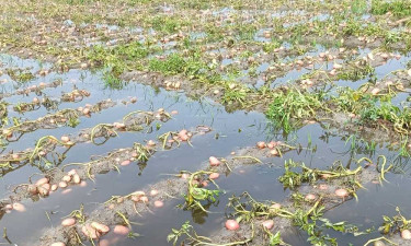 বৃষ্টির পানিতে ‘ডুবল’ আলু, বিপাকে কৃষক