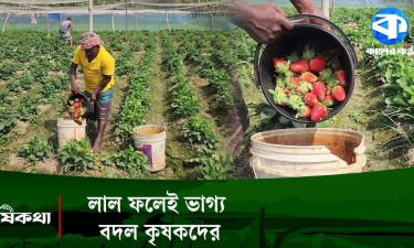 জয়পুরহাটে স্ট্রবেরি চাষে ভাগ্য ফিরছে কৃষকদের