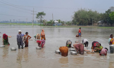 কালাইয়ে টানা বৃষ্টিতে আলুর ক্ষতি পরিমাণ প্রায় ৮০ কোটি টাকা
