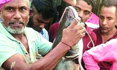 মেঘনায় বড়শিতে ধরা পড়ল ১৭ কেজির বোয়াল