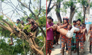 গাছের ওপরেই জ্ঞান হারালেন শ্রমিক, ফায়ার সার্ভিসের প্রচেষ্টায় উদ্ধার