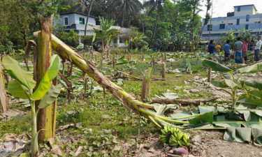সোনাইমুড়ীতে রাঁতের আঁধারে কৃষকের কলাবাগান লণ্ডভণ্ড